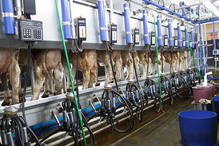 Produção de leite em escala industrial. 